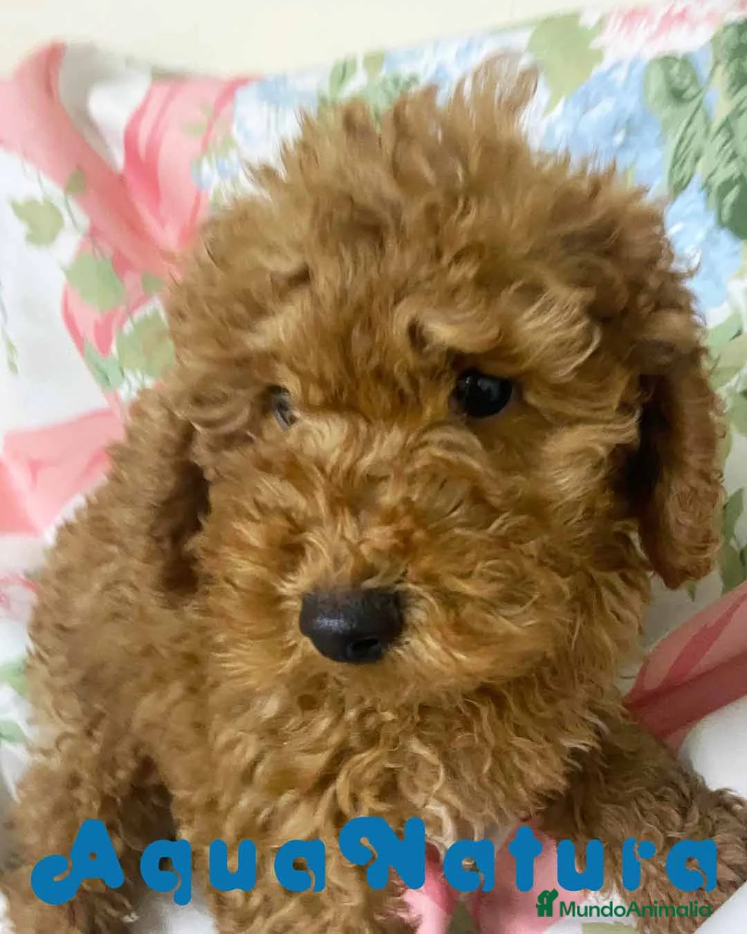 Caniche Mediano perros en venta: Caniche Macho de Camila y Can 7344 en Barcelona - Anuncio 2