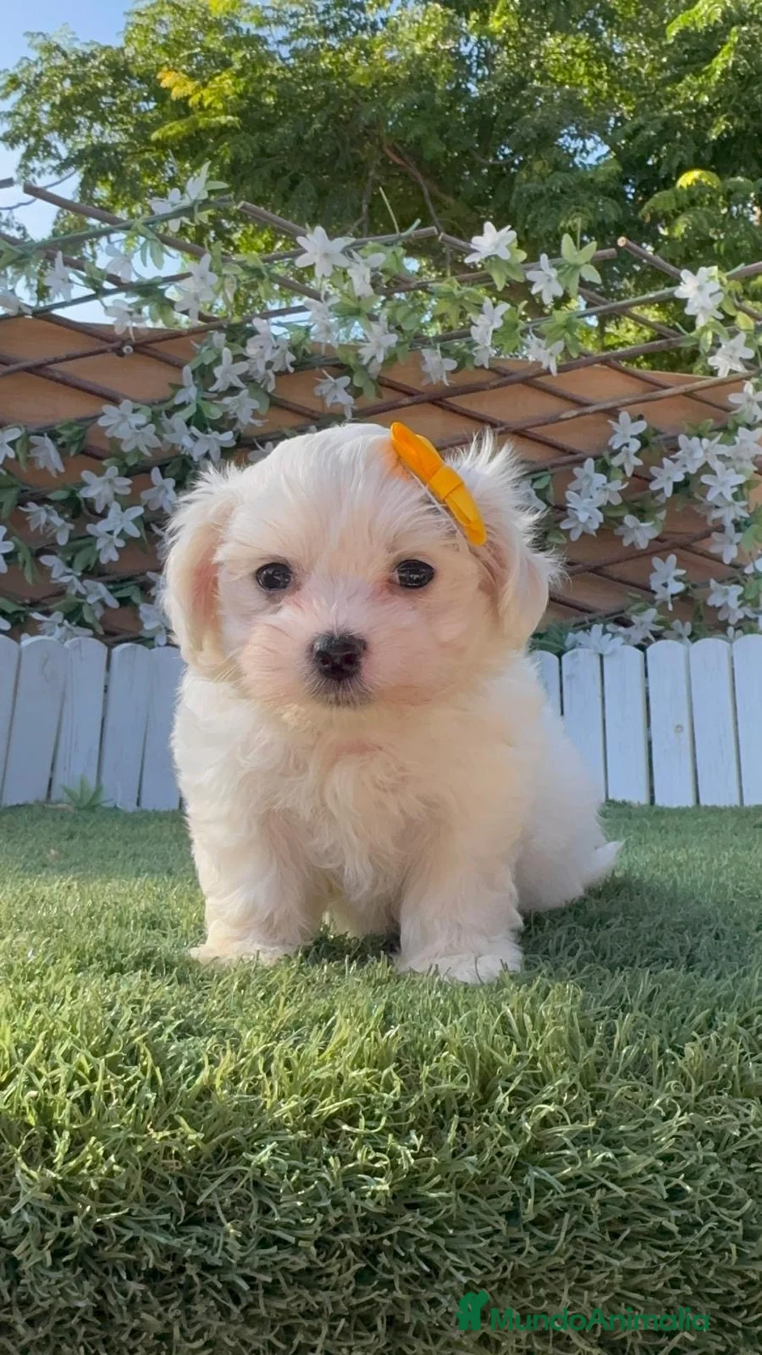 Bichón Maltés perros en venta: BICHON MALTES-DULZURA EN ESTADO PURO - Anuncio 16