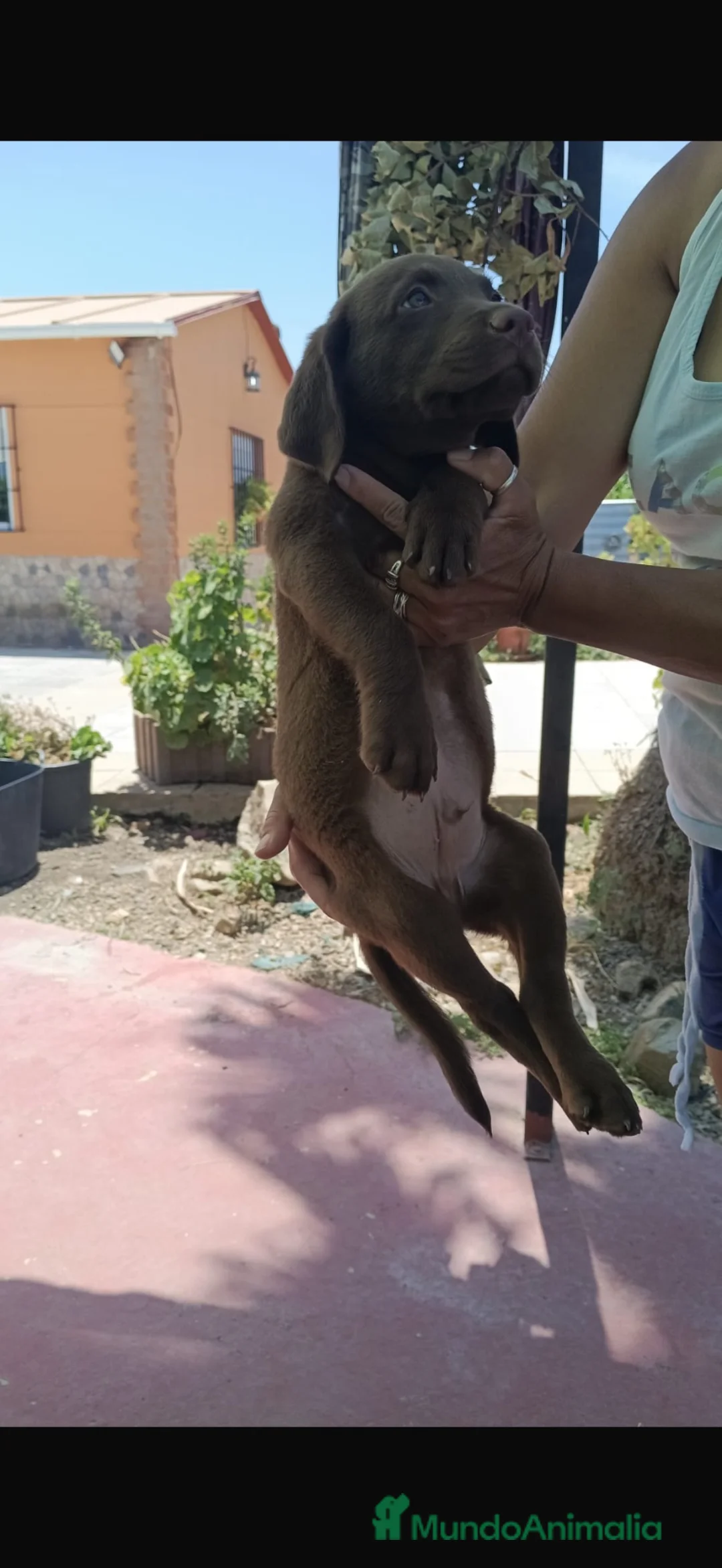 Labrador Retriever perros en venta: Ultimo labrador chocolate económico!!!🐶🐾 - Anuncio 2