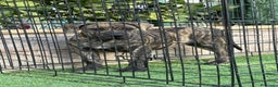 Presa Canario perros en venta: Disponible cachorra de presa canario - Anuncio 3
