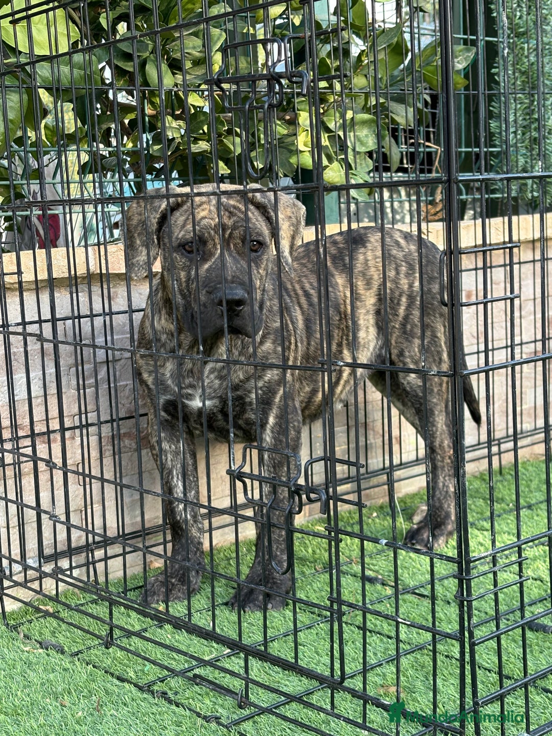 Presa Canario perros en venta: Disponible cachorra de presa canario - Anuncio 3