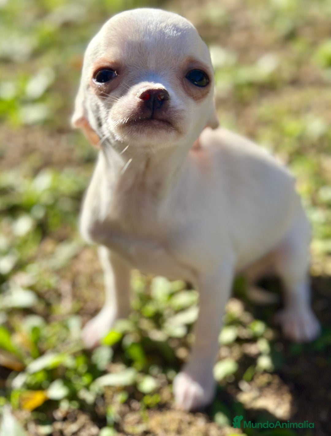 Chihuahua perros en venta: CHIHUAHUA MINI TOY  - Anuncio 4