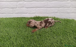 Teckel Miniatura perros en venta: Cachorros de Teckel Arlequín chocolate  en Badajoz - Imagen 3