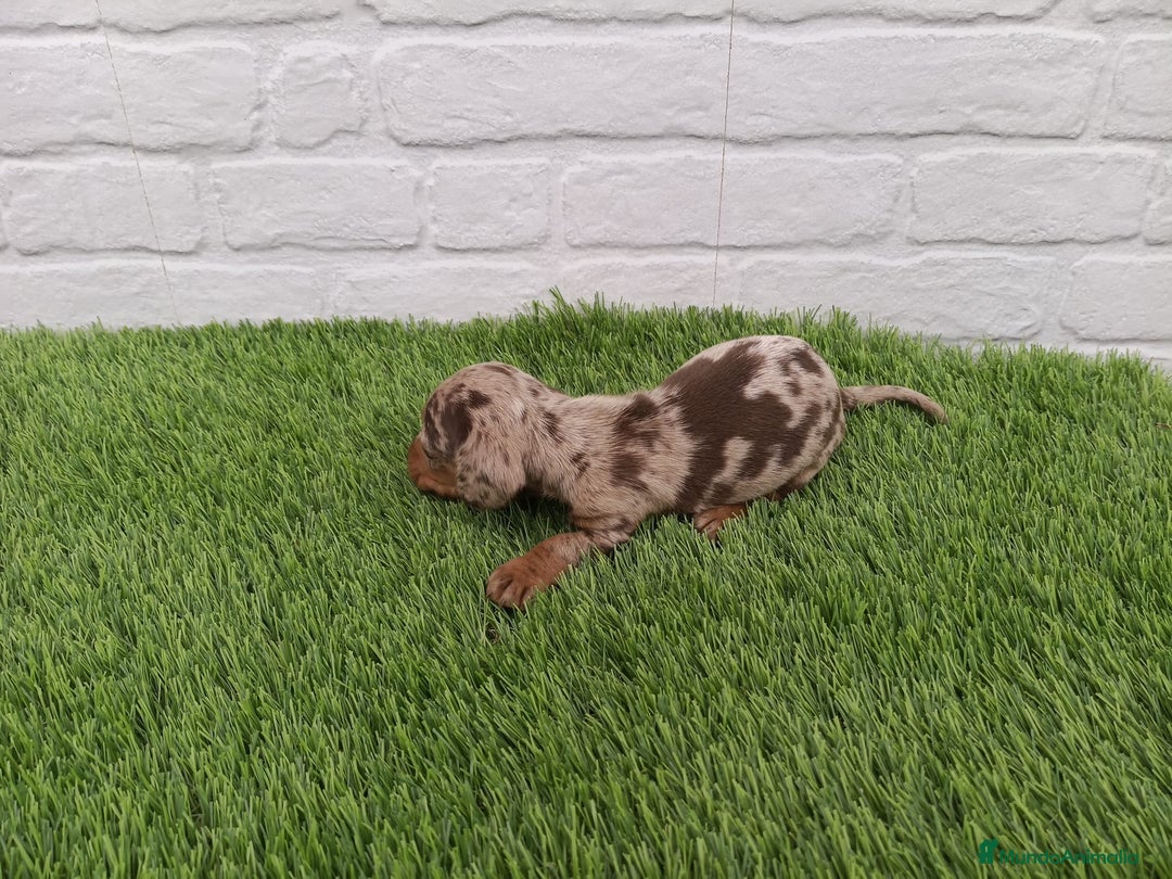 Teckel Miniatura perros en venta: Cachorros de Teckel Arlequín chocolate  en Badajoz - Imagen 3