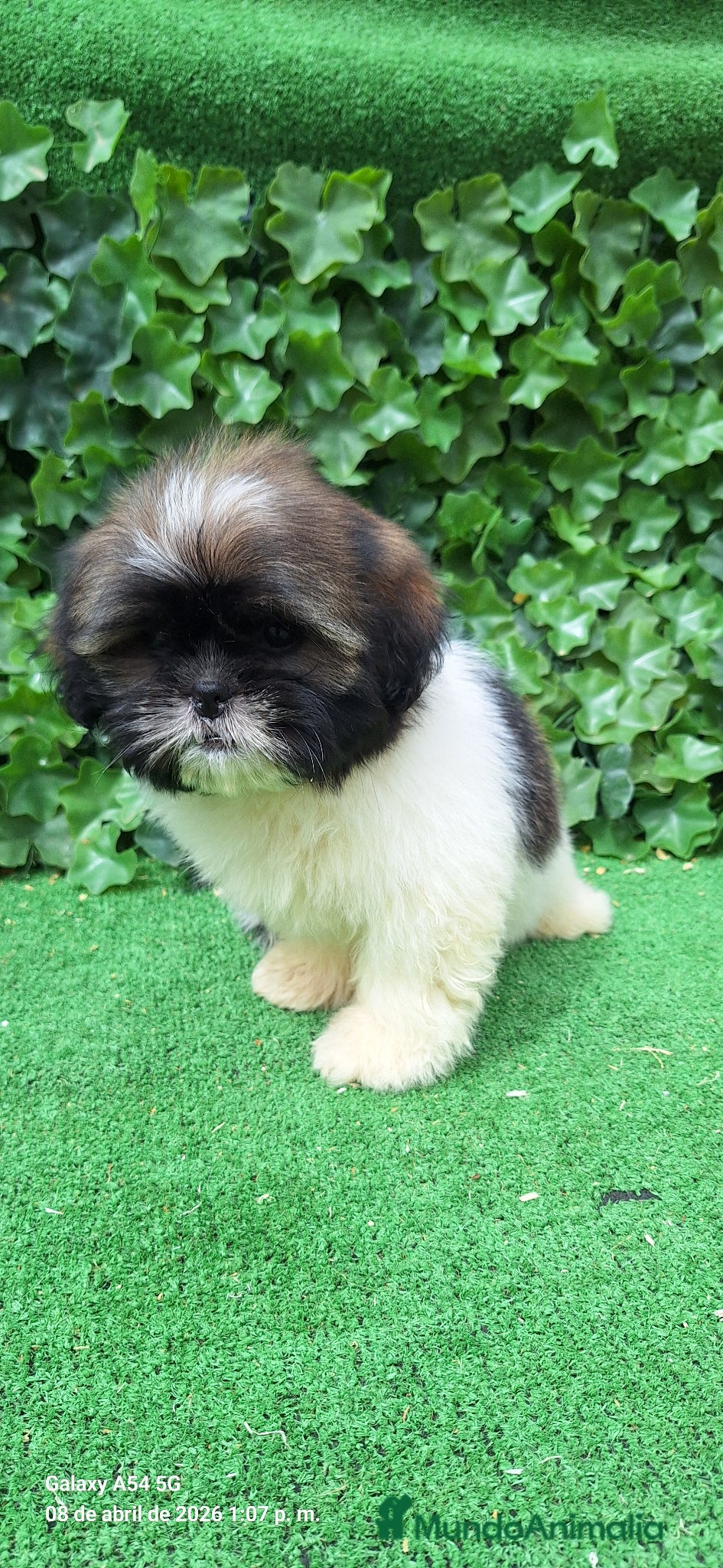 Shih Tzu perros Zhizu - Anuncio 1