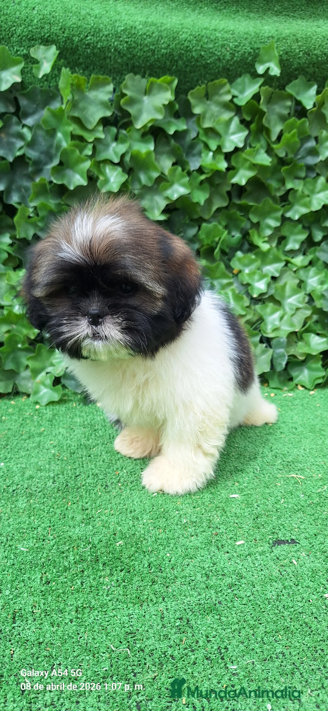 Shih Tzu perros en venta: Zhizu - Anuncio 1