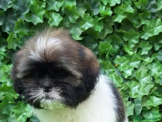 Shih Tzu perros Zhizu - Anuncio 1