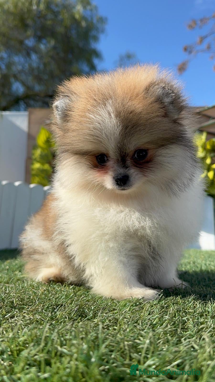 Pomerania perros POMERANIA HEMBRA - Anuncio 1