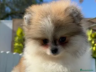 Pomerania perros POMERANIA HEMBRA - Anuncio 1
