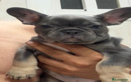 Bulldog Francés perros en venta: Bulldog francés  - Imagen 2