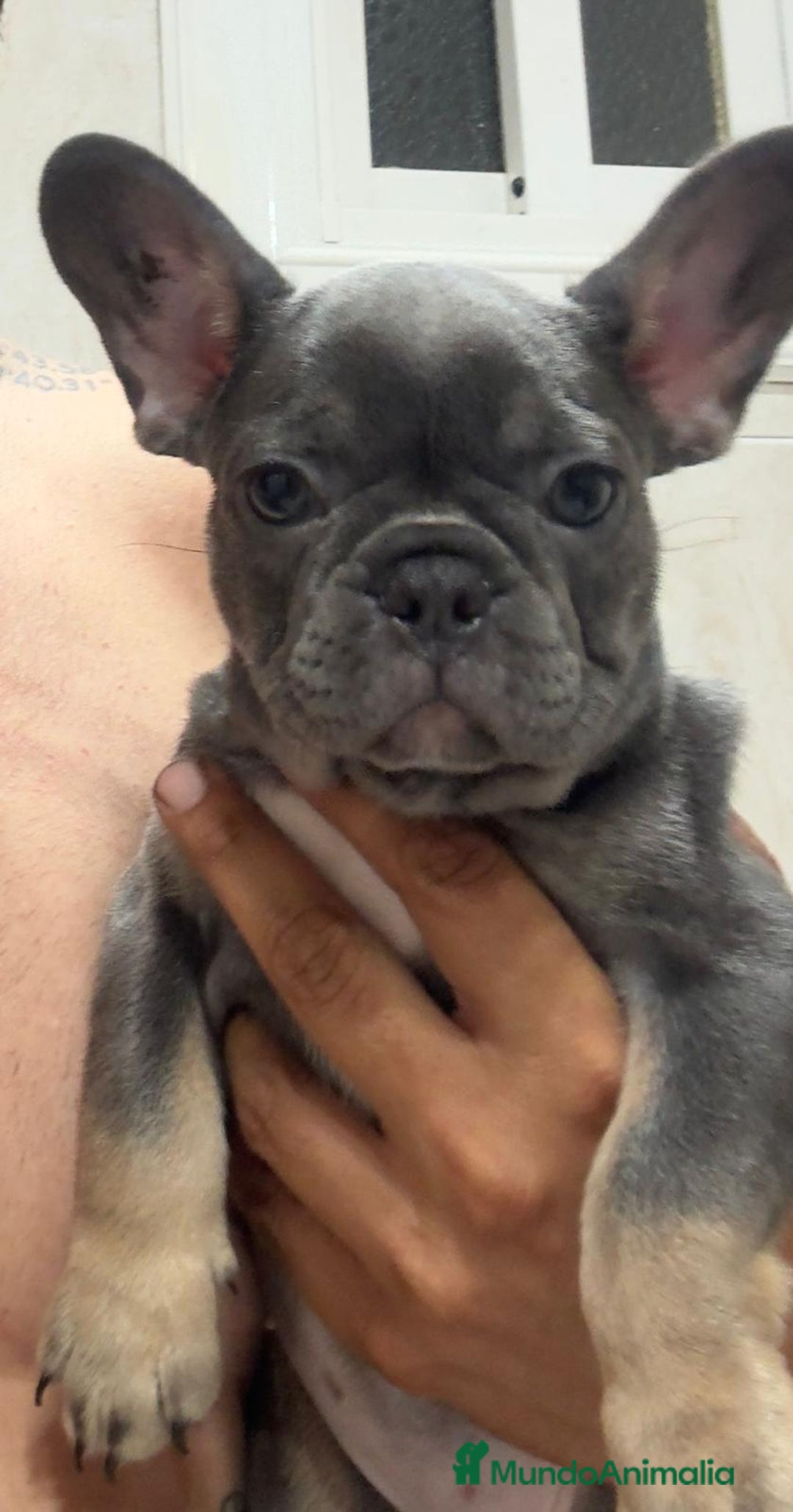 Bulldog Francés perros en venta: Bulldog francés  - Imagen 2