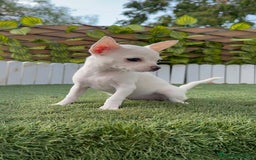 Chihuahua perros en venta: CHIHUAHUA HEMBRA BLANCA - Imagen 13