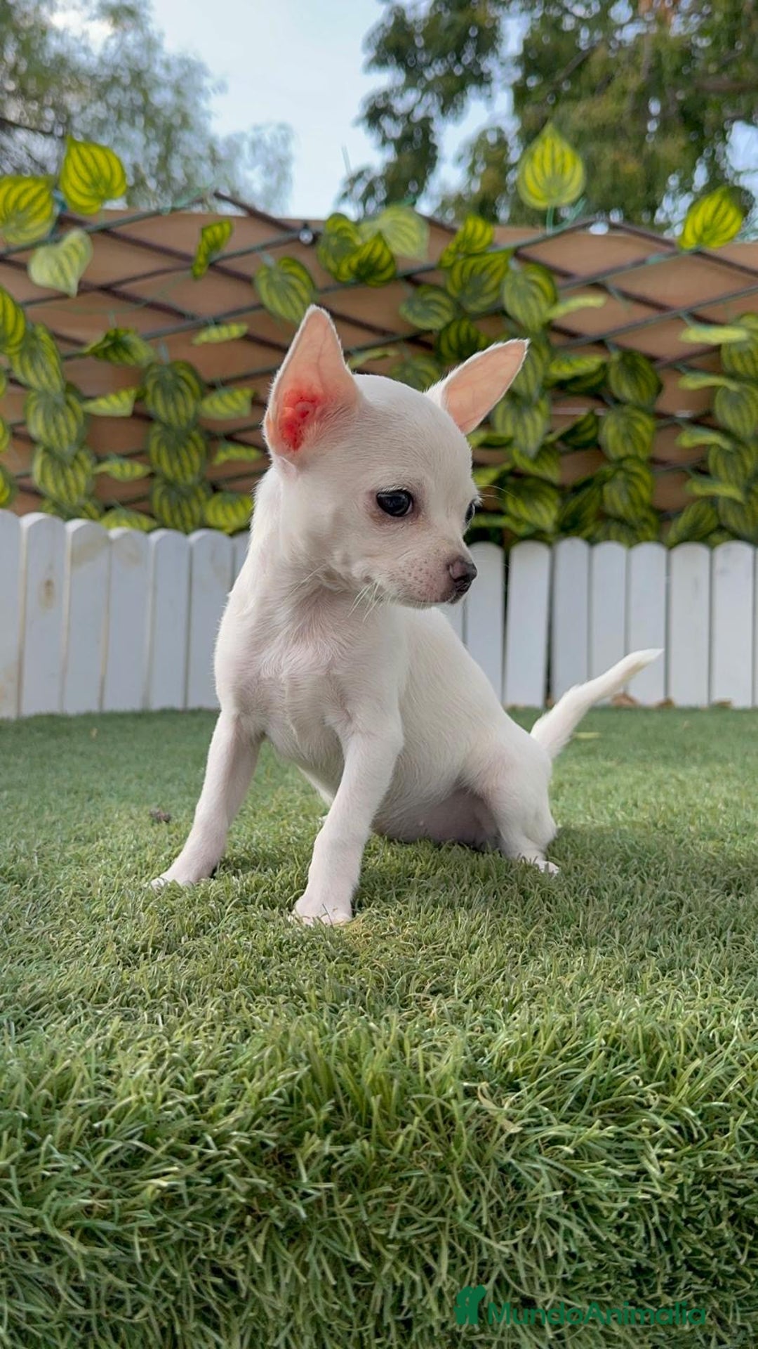 Chihuahua perros en venta: CHIHUAHUA HEMBRA BLANCA - Imagen 13