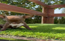 Chihuahua perros en venta: CHIHUAHUA HEMBRA - Imagen 10