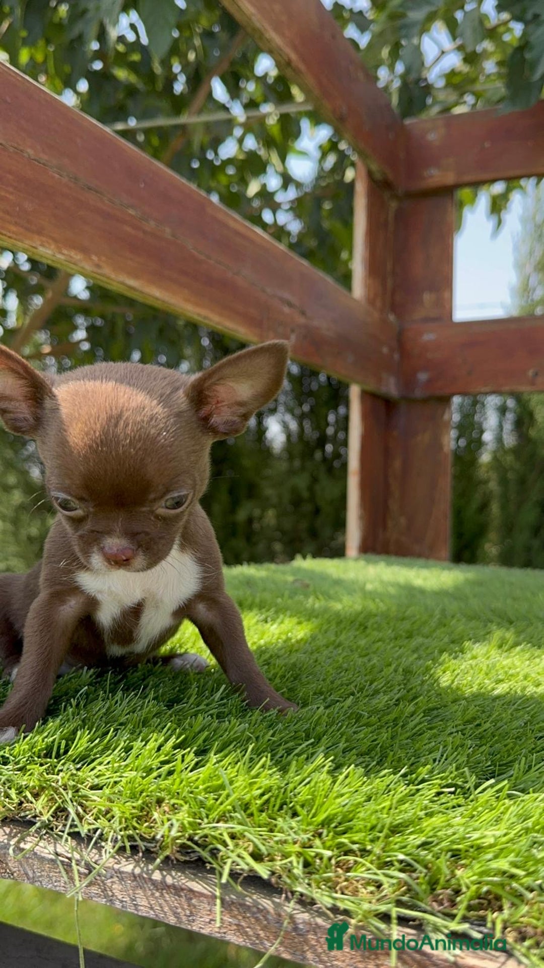 Chihuahua perros en venta: CHIHUAHUA HEMBRA - Imagen 10