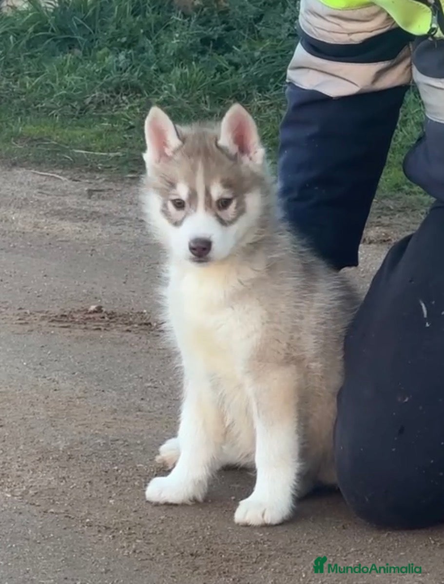 Husky Siberiano perros Husky siberiano - Anuncio 3