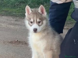 Husky Siberiano perros Husky siberiano - Anuncio 3