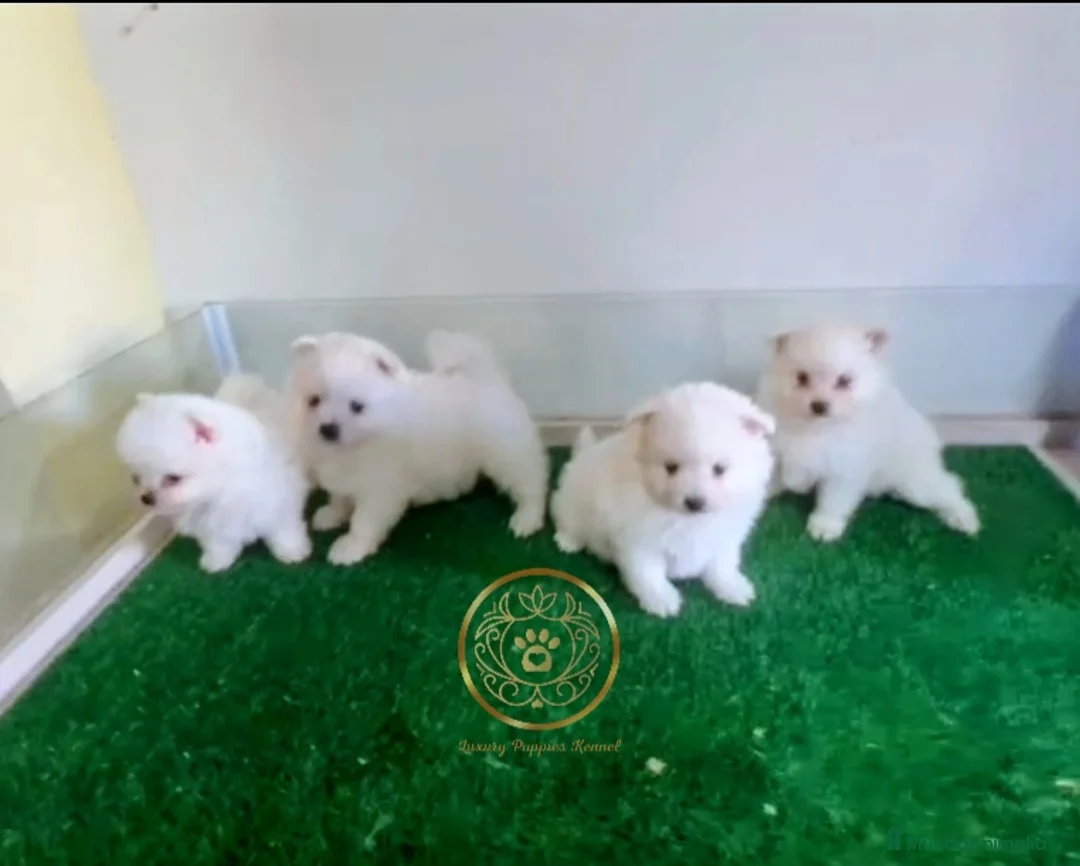 Pomerania perros en venta: Pomerania minis  - Anuncio 2