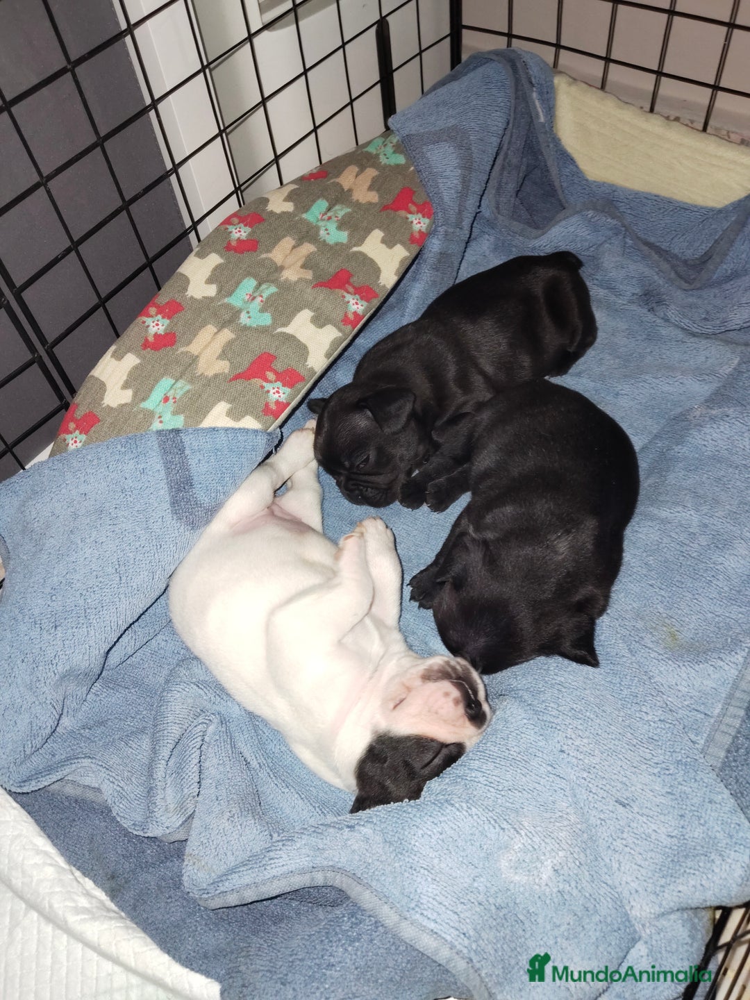Bulldog Francés perros en venta: Bulldog francés Hembras Negras  - Anuncio 2
