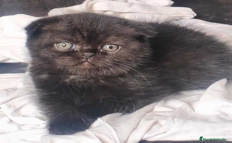 Scottish Fold gatos - Anuncio 1