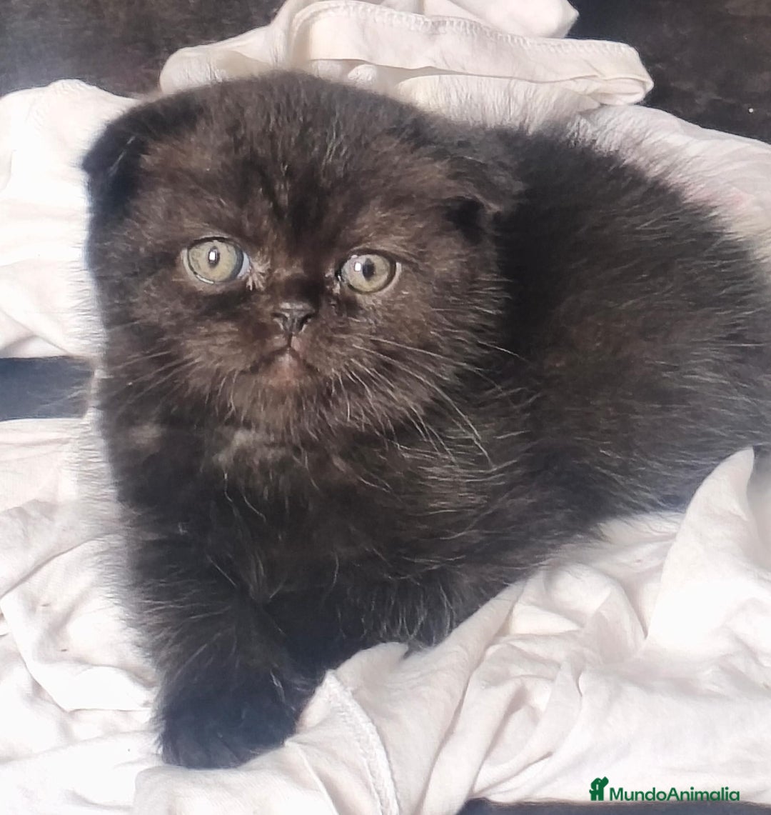Scottish Fold gatos en venta: British scotish - Imagen 1