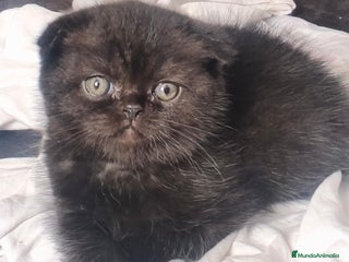 Scottish Fold gatos - Anuncio 6