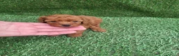 Caniche Toy perros en venta: Caniche - Anuncio 6