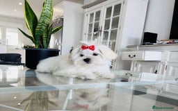 Bichón Maltés perros en venta: Excelente cachorrito de bichon maltés macho - Imagen 3