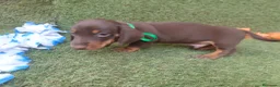 Teckel perros en venta: Teckel miniatura chocolate  - Anuncio 7