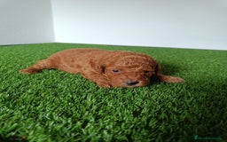 Caniche Toy perros en venta: Caniche Toy macho  - Imagen 2