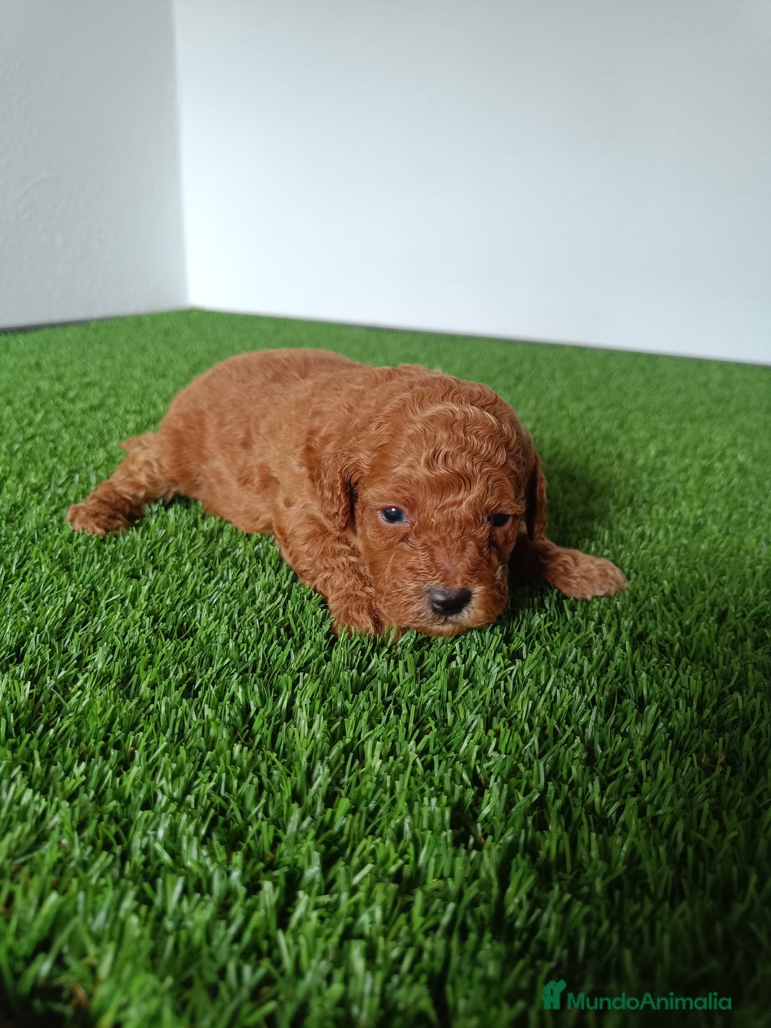 Caniche Toy perros en venta: Caniche Toy macho  - Imagen 2