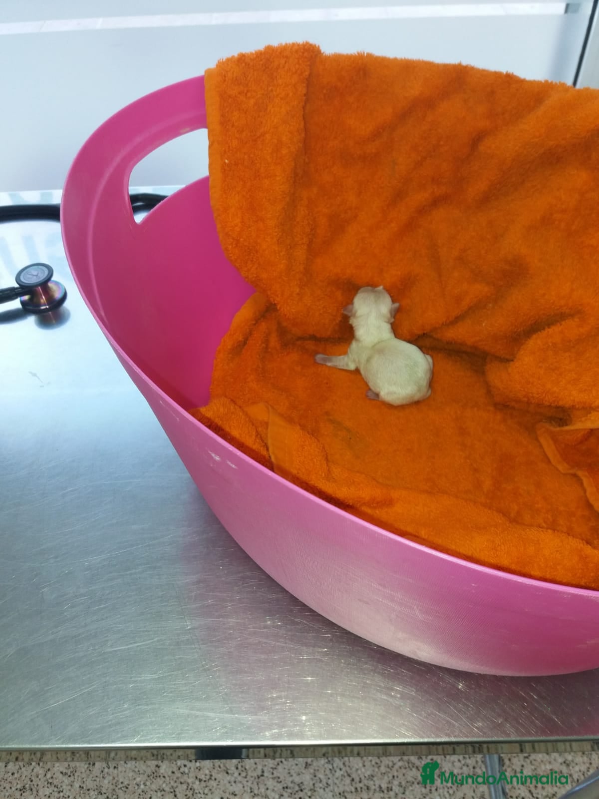 Chihuahua perros CHIHUAHUAS TOYS en Alicante - Anuncio 1