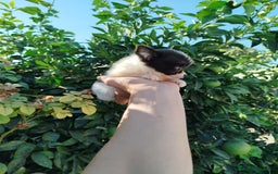Chihuahua perros en venta: Chihuahua toy  - Imagen 2