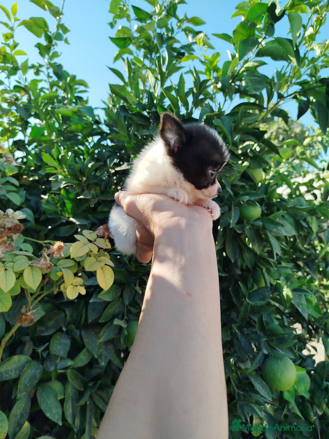 Chihuahua perros en venta: Chihuahua toy  - Imagen 2