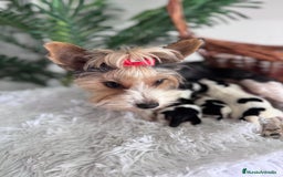 Yorkshire Terrier perros en venta: YORKSHIRE BIEWER - Imagen 10