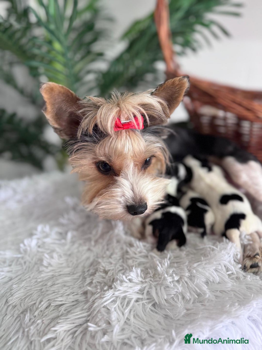 Yorkshire Terrier perros en venta: YORKSHIRE BIEWER - Imagen 10