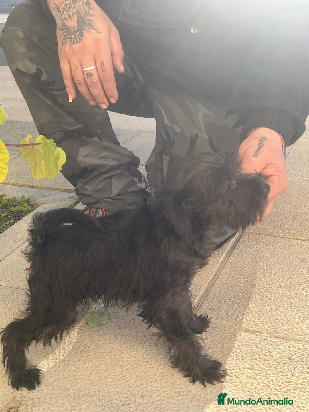 Schnauzer Miniatura perros en venta: Schnuzer min - Anuncio 3