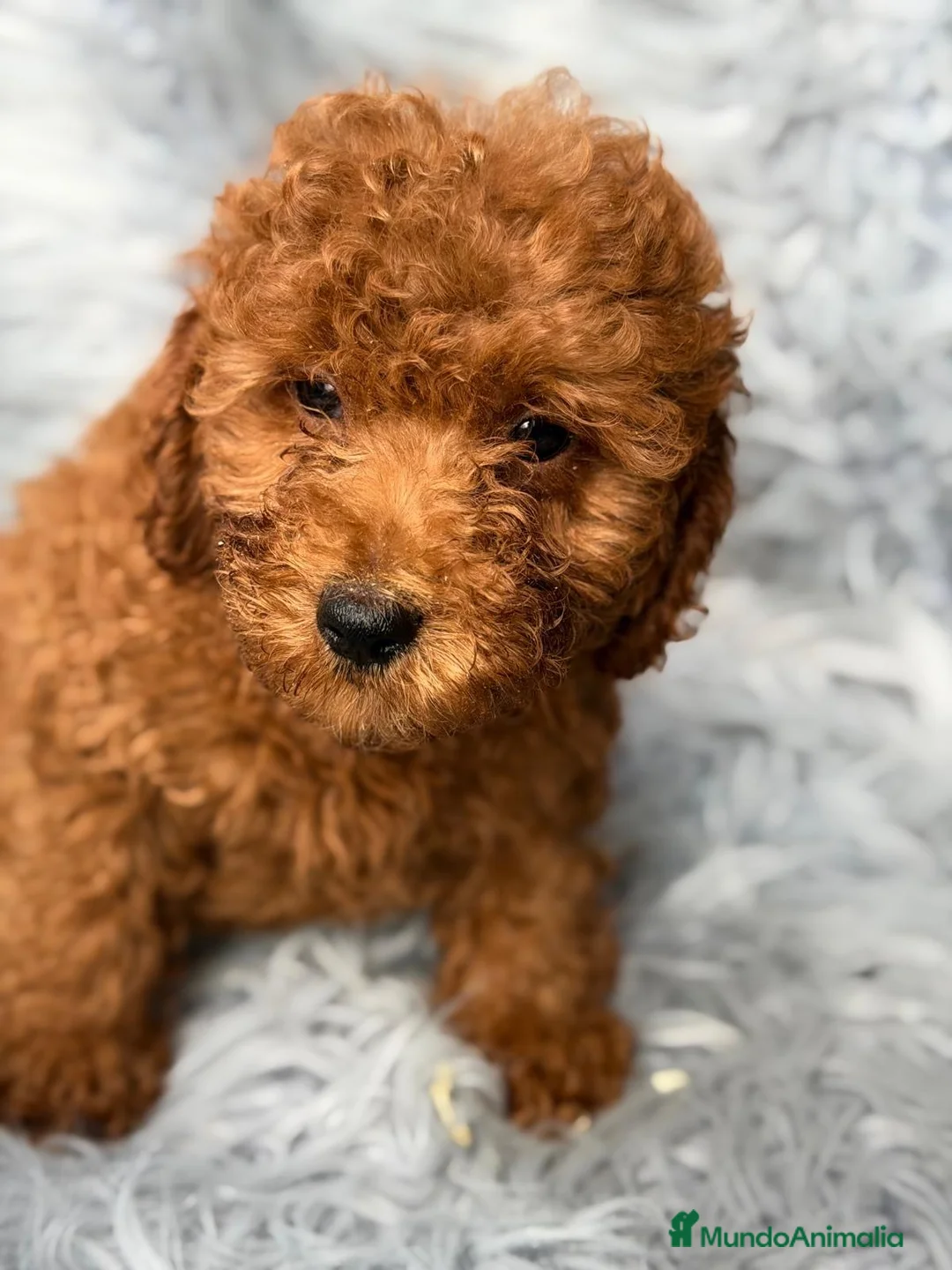 Caniche Mediano perros en venta: Precioso Caniche  - Anuncio 2
