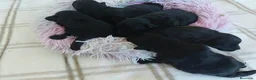 Pomapoo perros en venta: POMAPOO HEMBRITAS - Anuncio 3