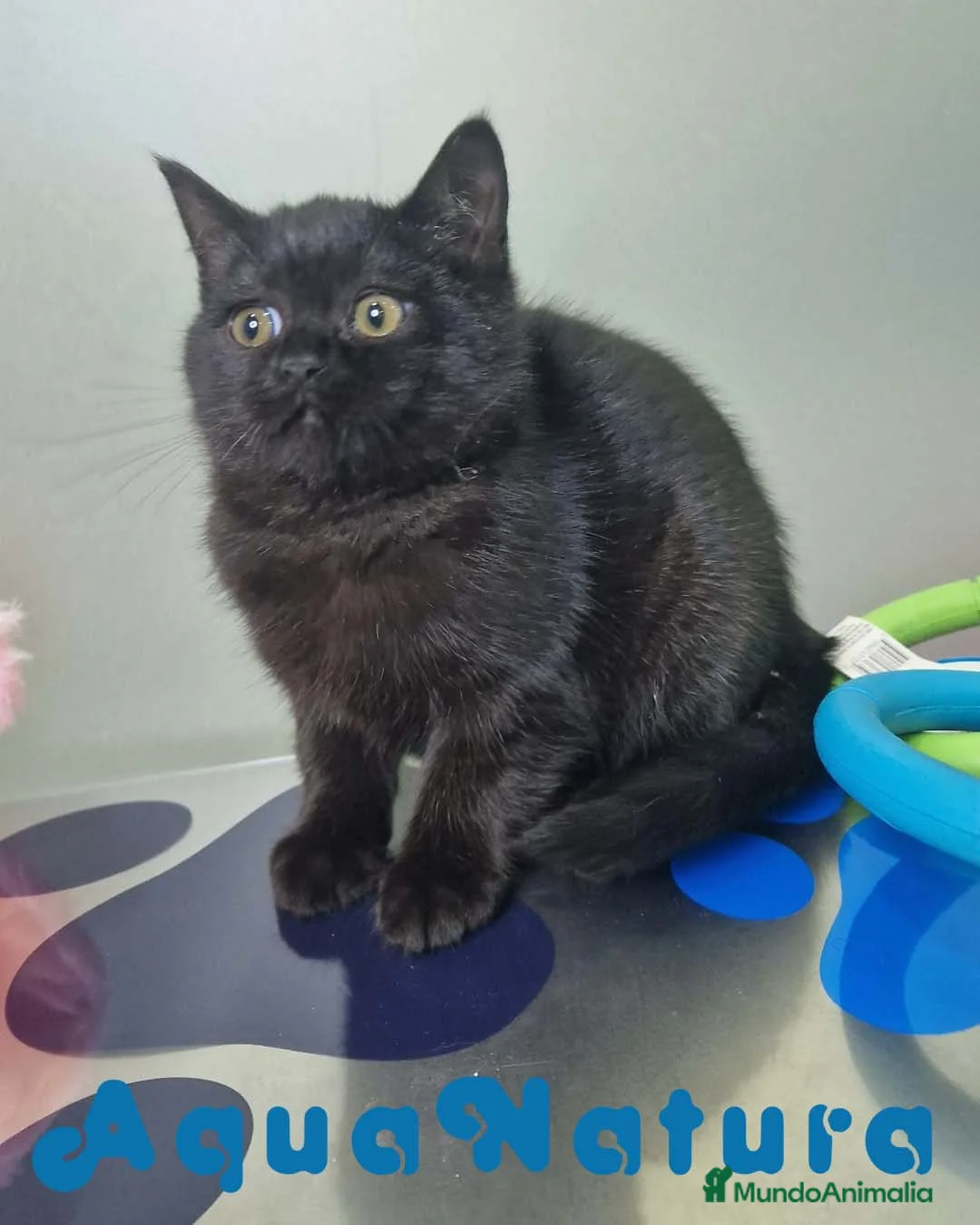 Británico de Pelo Corto gatos en venta: British Shorthair Macho 1739 AQUANATURA - Anuncio 6