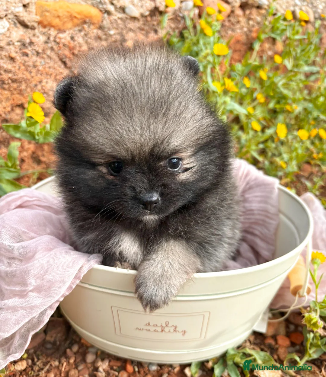 Pomerania perros en venta: Lulu de Pomerania - Anuncio 3