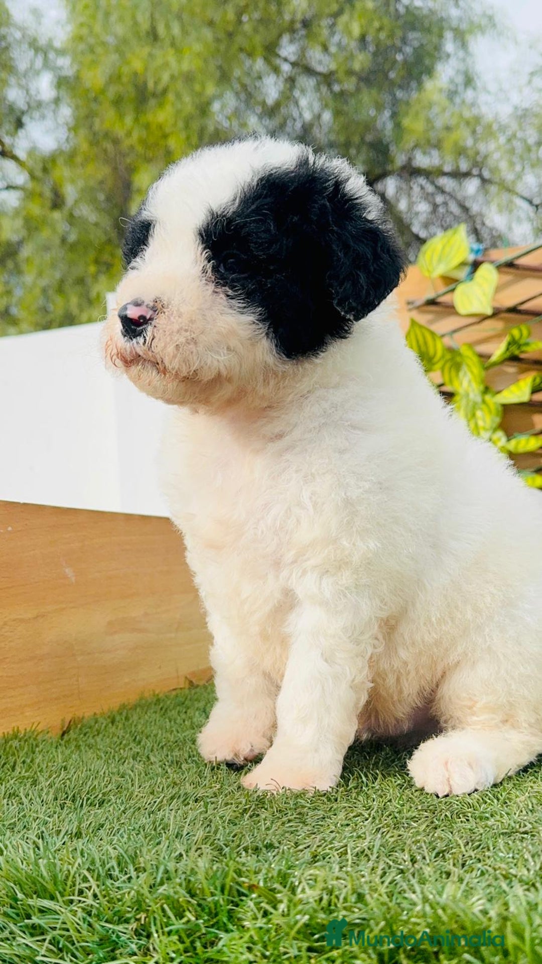 Perro de Agua Español perros en venta: PERRO DE AGUA ESPAÑOL - Anuncio 8