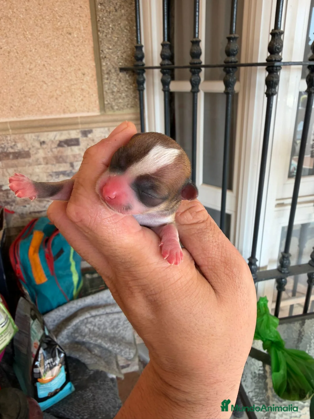 Chihuahua perros en venta: Chihuahua toy - Anuncio 2