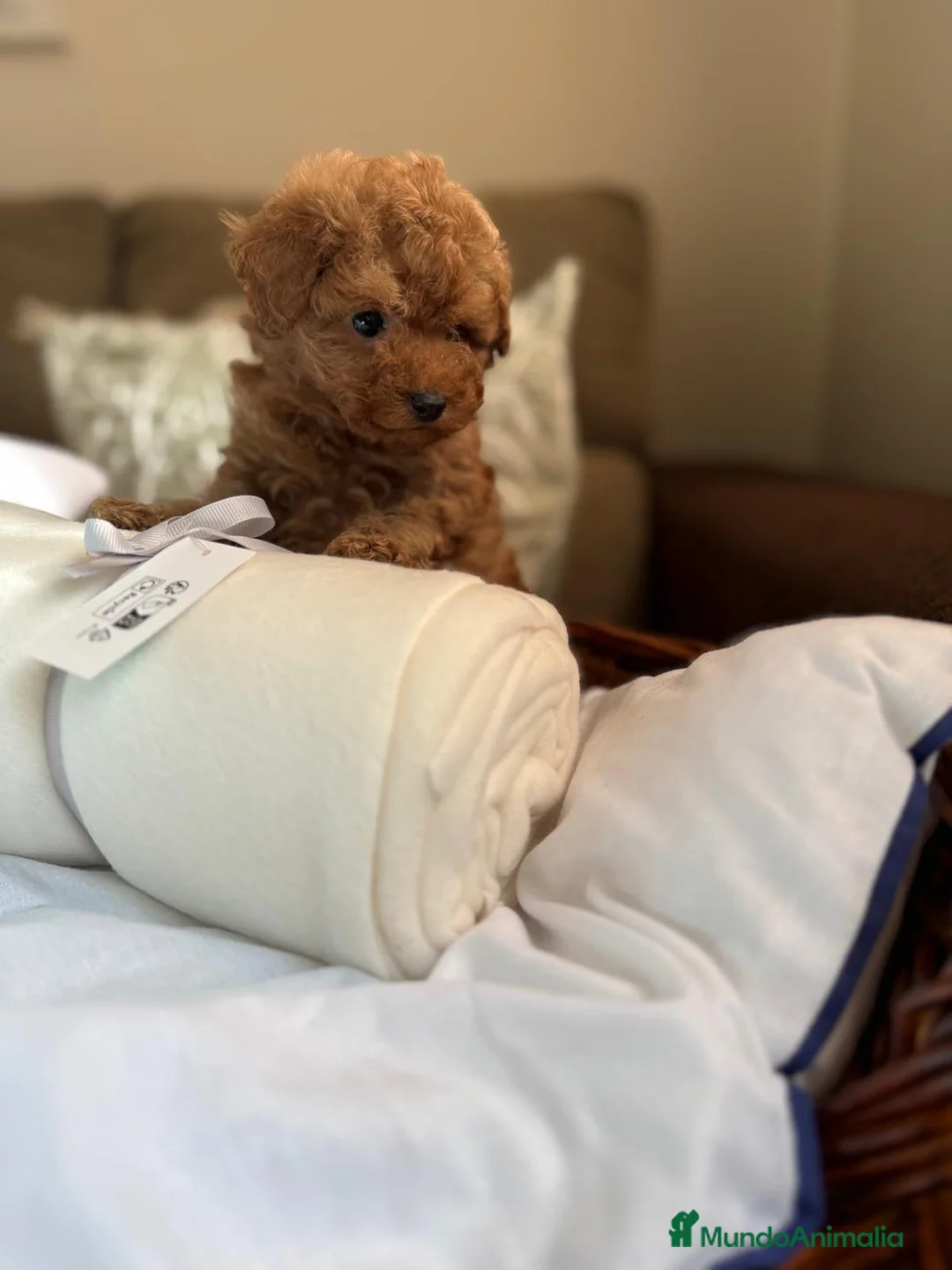 Caniche Toy perros en venta: Caniche Toy disponible  - Anuncio 2