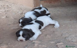 English Springer Spaniel perros en venta: Springer Spaniel inglés  - Imagen 2