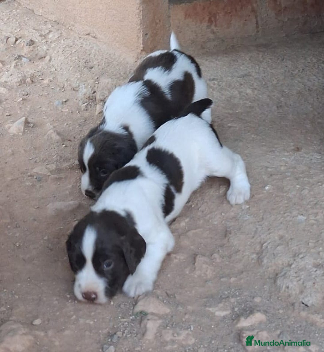 English Springer Spaniel perros en venta: Springer Spaniel inglés  - Imagen 2