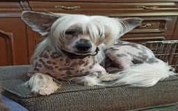 Perro Crestado Chino perros en venta: Increíbles crestado chino!!! - Anuncio 8