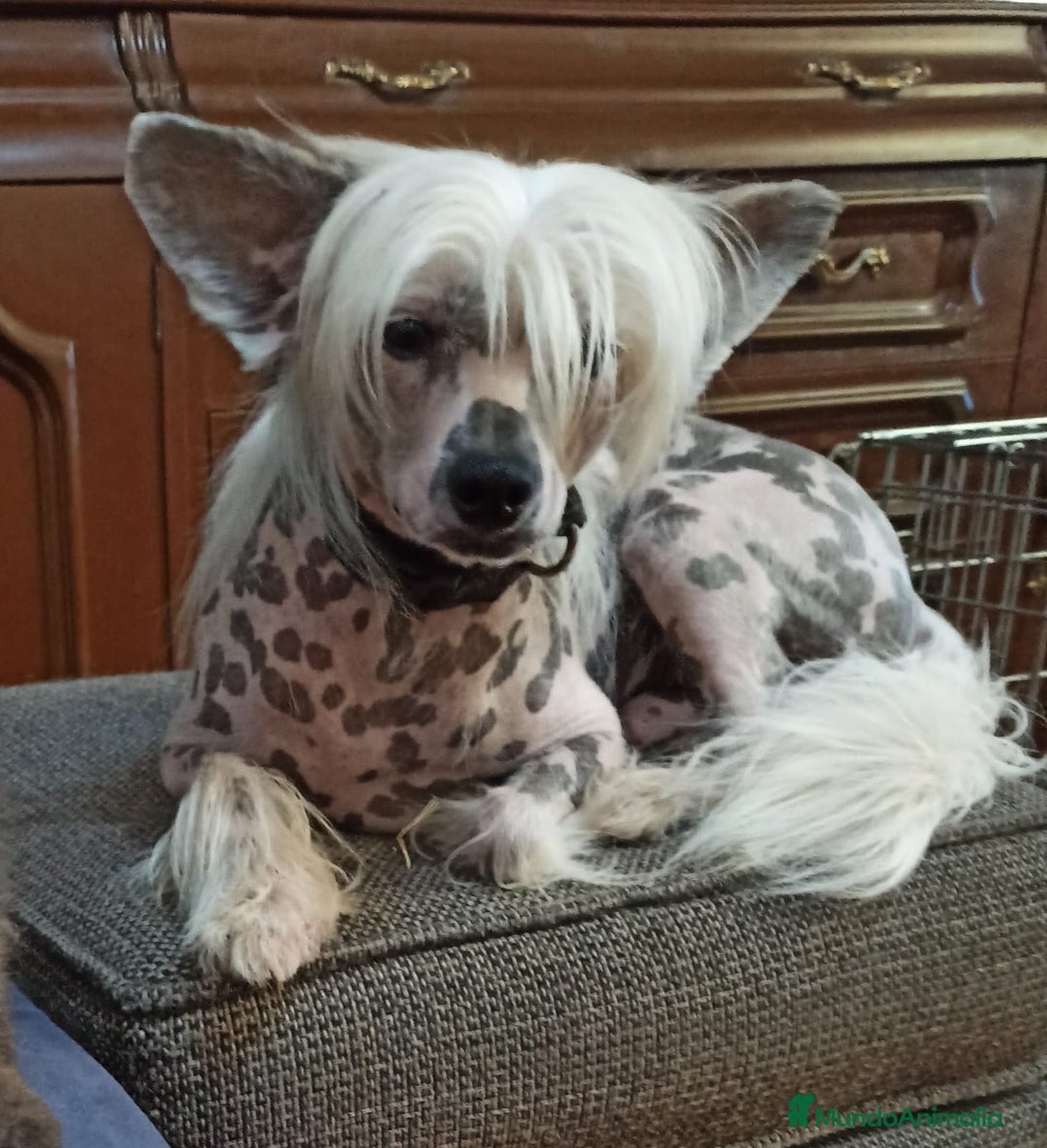 Perro Crestado Chino perros en venta: Increíbles crestado chino!!! - Anuncio 8