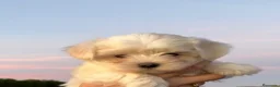 Bichón Maltés perros en venta: CACHORRITOS BICHON MALTÉS  - Anuncio 2