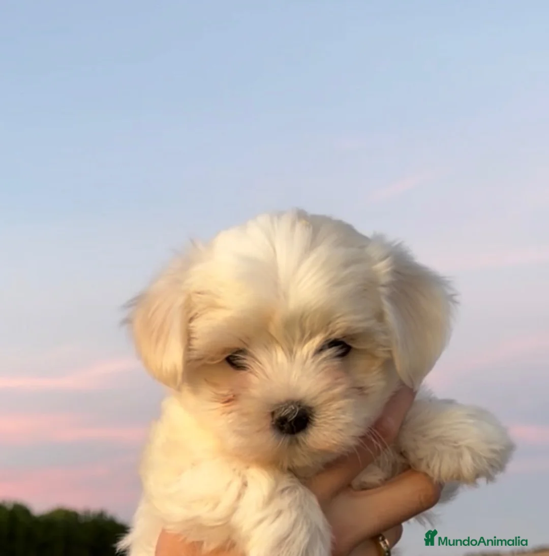 Bichón Maltés perros en venta: CACHORRITOS BICHON MALTÉS  - Anuncio 2